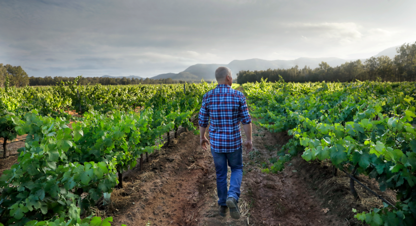 Thomas Wines Hunter Valley vineyard | Halliday Wine Companion